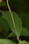 Kentuckey lady's slipper